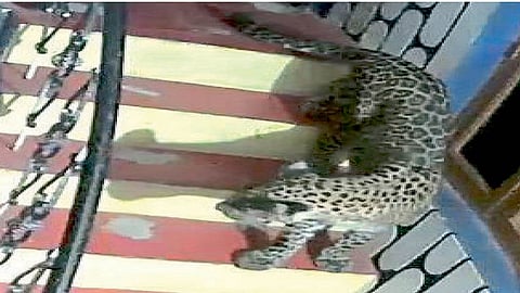 leopard entry direct in house from devrukh ratnagiri people fear for that instance