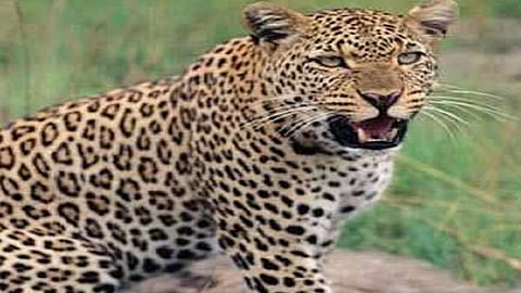 leopard not found in konkan area till 12 days the forest officers try to found him