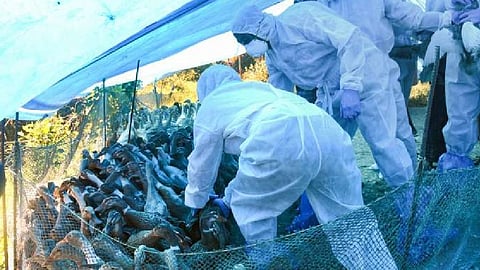 Bird flu alert in Sangli district