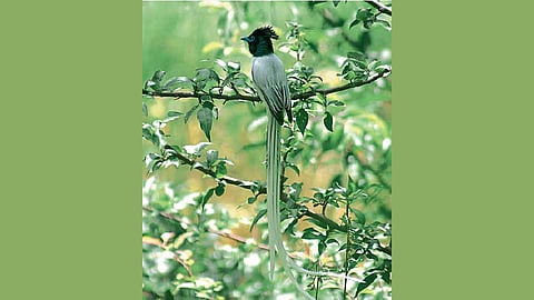 bird-festival