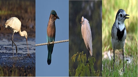 birds living in the grass in the Nandurmadhyameshwar bird sanctuary 