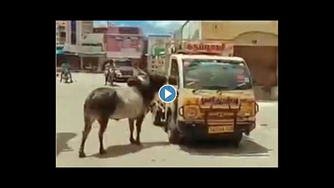 bull and cow reunited after a video viral in tamil nadu