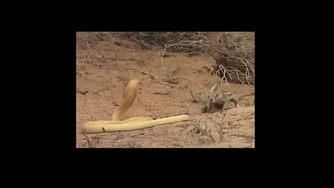 squirrel fights snake cobra to protect its babies video viral