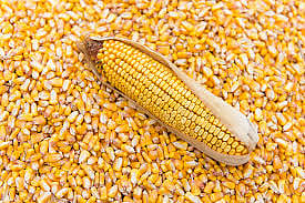 corn mraket
