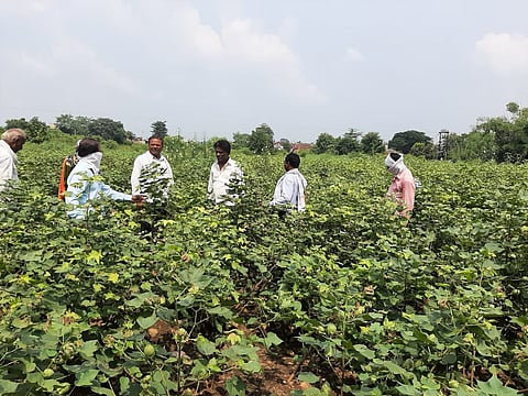 cotton in 11 acre farm is burn due to pesticides in saoner