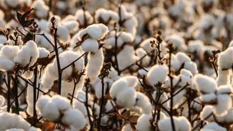 akola government silent on cotton procurement! Millions of quintals of cotton are on the verge of collapse at home