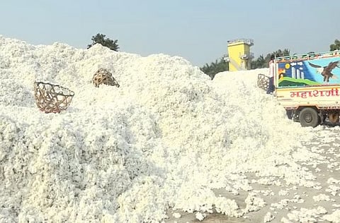 cotton jalgaon