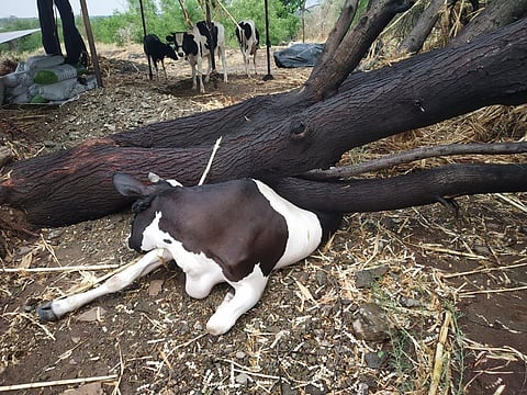 Six animals were killed and over one thousand hens kill in Mohol taluka