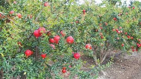 दूध, डाळिंब दर घसरणीने शेतकरी अडचणीत 