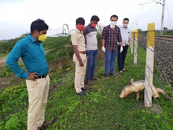 death of a crocodile.jpg