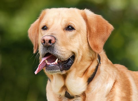 dog.jpg