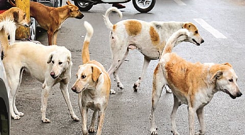 Panic of stray dogs on the streets of Sangli