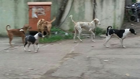 dog.jpg