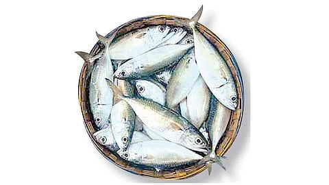 Fish Auction To Be Held In Devgad Tomorrow Sindhudurg Marathi News