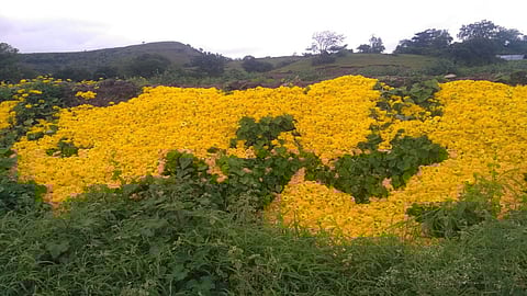 भाव नसल्याने झेंडू फेकला बांधावर ; शेतकरी अडचणीत