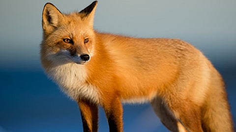 A fox attack on seven people in rajpur kokan marathi news