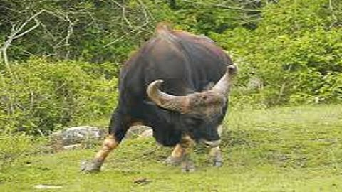 attack a forest by son on two wheeler driver in sindhudurg also five animal has seen