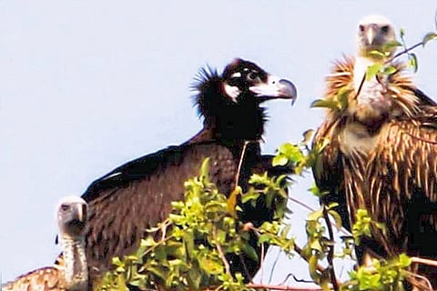 गडचिरोली : जिल्ह्यात पहिल्यांदाच नोंद झालेले अतिदुर्मीळ सिनेरिअस व ग्रिफान गिधाड. 
