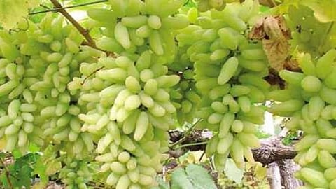 grape production