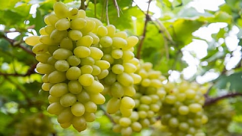 In Tasgaon taluka, vineyards were shaken due to wind and rain