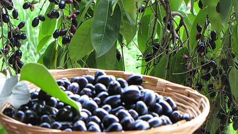 jamun.JPG