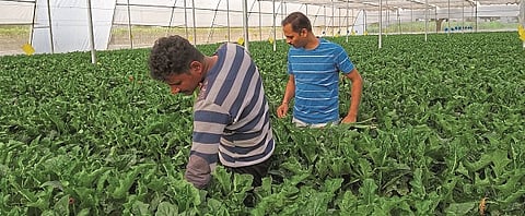  Time to pluk the buds before flowering