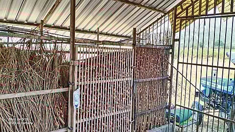 khamkheda onion.jpg