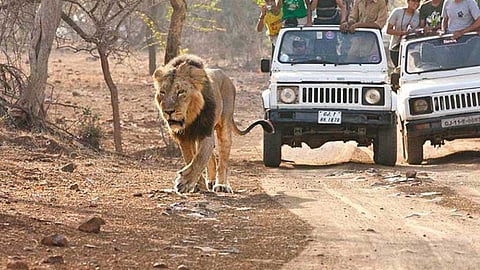 lion.jpg