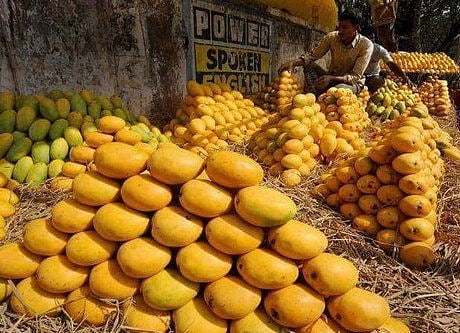 This year, Gavaran mango has disappeared from the market