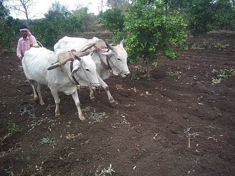 मेंढला  : शेतात मशागतीची कामे करताना शेतकरी. 