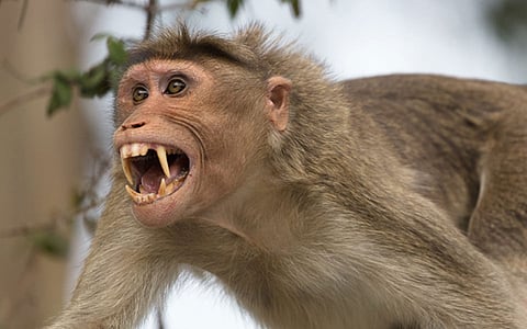 monkey attack people