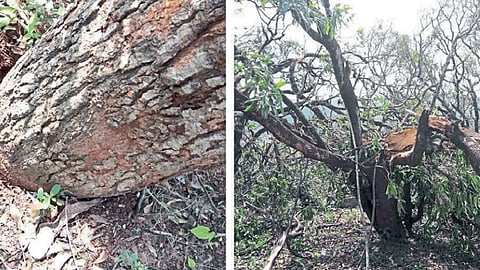 nature hurricane impact in ratnagir