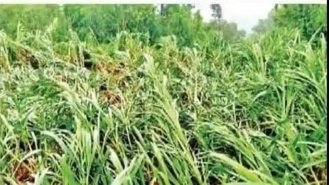 elephant caused great damage to the crop
