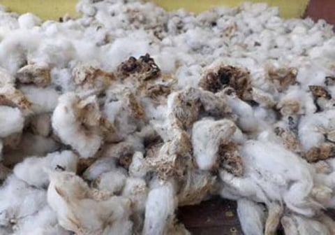 वर्धा : शेतकऱ्यांनी घरात साठवून ठेवल्यानंतर कुजलेला कापूस.