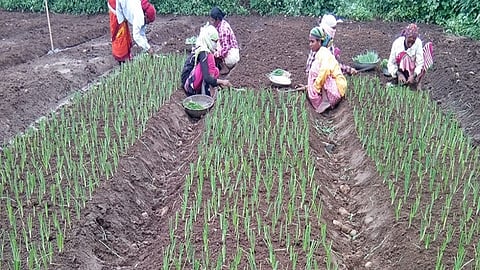 onion farm.jpg