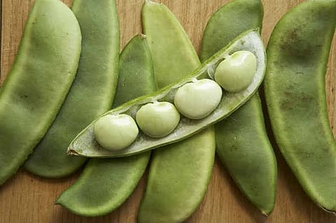 lima beans crosses rs. 200 per kg. in market