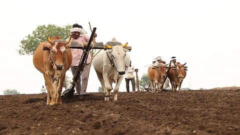 perni kharip soyabean (4).JPG