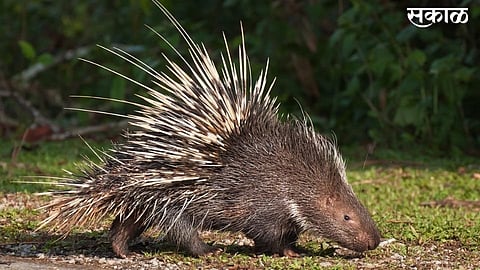 one porcupine attack dog and dead but baby live in kolhapur jeur village