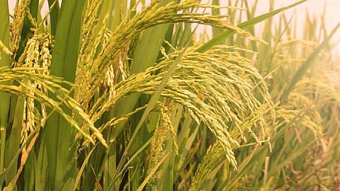 this year the rice rate is rupees 2200 and rice centers also open in ratnagiri