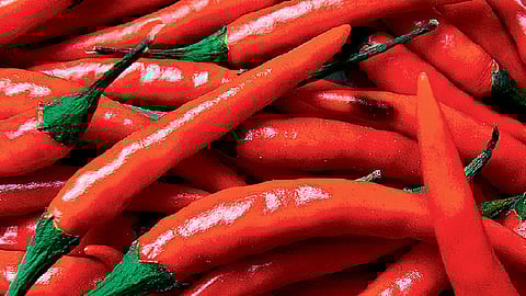 सोलापुरात लाल मिरची पोचली शंभर रुपयांवर