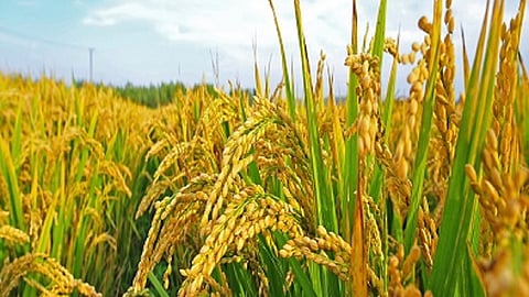 1868 rupees for quintal rice sales for this year in ratnagiri from marketing federation