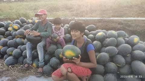 सावनेर: मजूर मिळत नसल्याने शेतकरी कुटुंबाने स्वतःच तोडलेले टरबूज. 