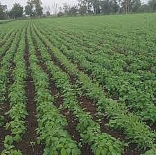 Confidence in bumper production in agriculture this year in the Corona crisis; Read more ..