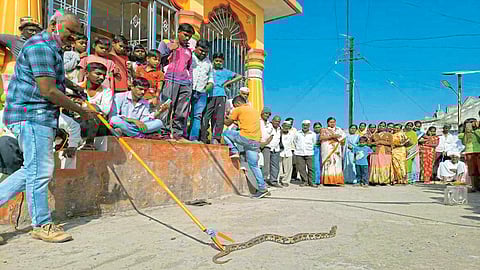 वारुगड, बोथे, कळसकरवाडी परिसरात सापांचा वावर; श्रीपालवणात सर्पमित्राकडून जनजागृती