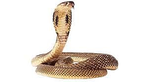 snake.jpg