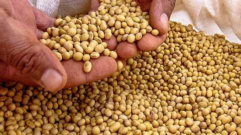 soybean