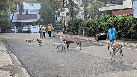stray-dogs.jpg