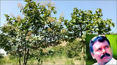 अभोना (ता. कळवण) येथील ठेकडी वर हिरवाई नटलेली.