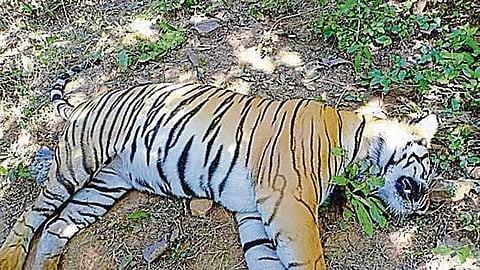 tiger