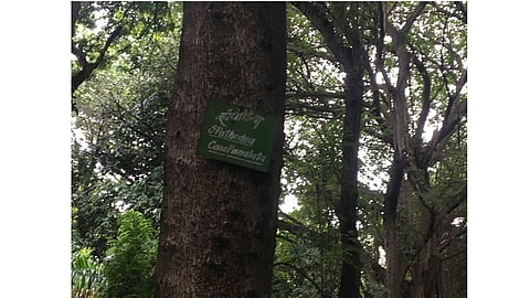 tree.jpg